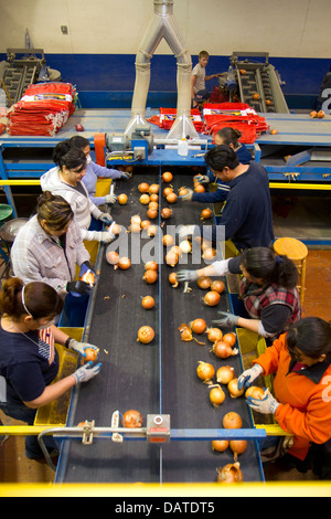 Lavoratori sorta, grado e confezione le cipolle di Nissa, Oregon, Stati Uniti d'America. Foto Stock