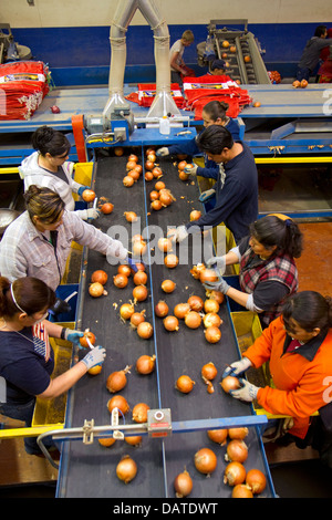 Lavoratori sorta, grado e confezione le cipolle di Nissa, Oregon, Stati Uniti d'America. Foto Stock