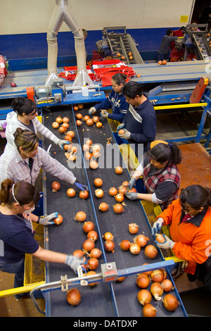 Lavoratori sorta, grado e confezione le cipolle di Nissa, Oregon, Stati Uniti d'America. Foto Stock