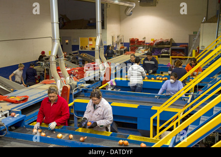 Lavoratori sorta, grado e confezione le cipolle di Nissa, Oregon, Stati Uniti d'America. Foto Stock