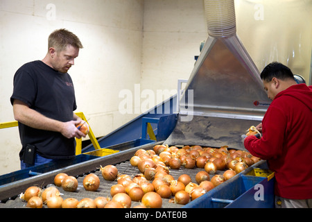 Lavoratori sorta, grado e confezione le cipolle di Nissa, Oregon, Stati Uniti d'America. Foto Stock