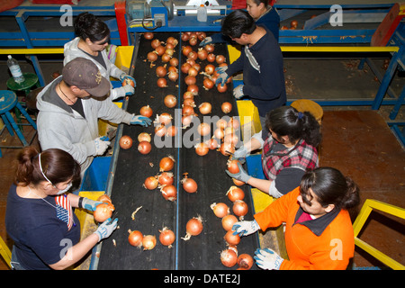 Lavoratori sorta, grado e confezione le cipolle di Nissa, Oregon, Stati Uniti d'America. Foto Stock