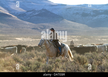 Native American Indian cowboy immobilizzare i bovini vicino McDermitt, Nevada, Stati Uniti d'America. Foto Stock