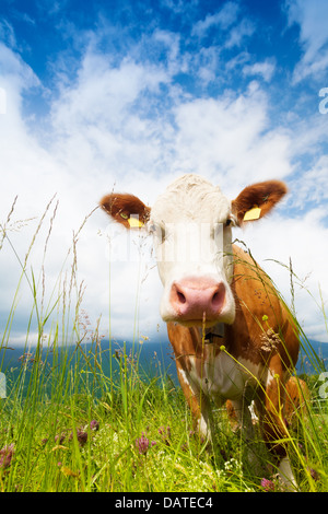 Primo piano del muso di una mucca in piedi su un pascolo Foto Stock