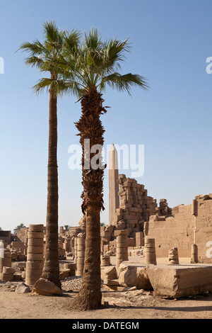 Palm tree come oggetto centrale di fronte Hatshepsuts obelisco al tempio di Amon a Karnak e Luxor Egitto Foto Stock