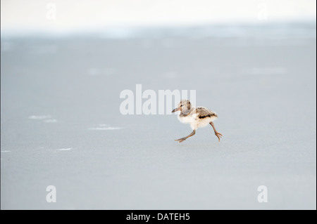 Oystercatcher chick in esecuzione sulla spiaggia Foto Stock