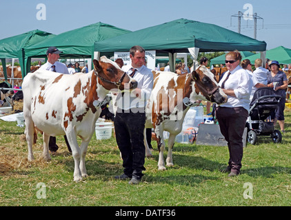 Rosso e bianco vacche Holstein essendo giudicato all'annuale stithians agricoltura e spettacolo agricolo in cornwall, Regno Unito Foto Stock