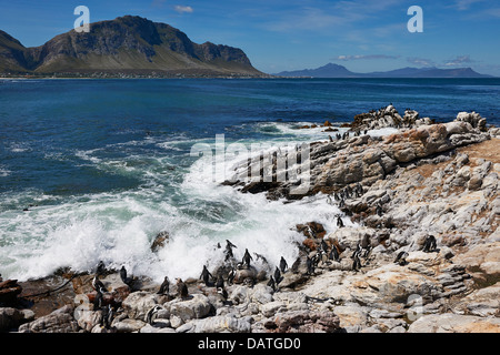 La colonia dei Pinguini africani, Spheniscus demersus, sulle rocce di Betty's Bay, Città del Capo, Western Cape, Sud Africa Foto Stock