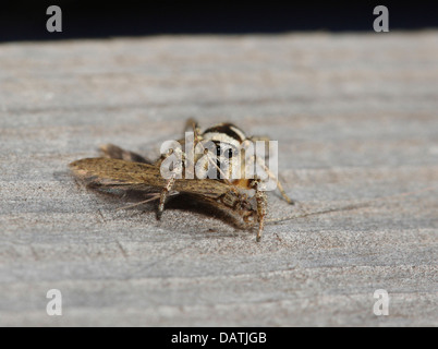 Zebra Spider uccidendo e alimentazione su un Caddis Fly Foto Stock