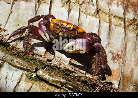 Vista ravvicinata di un granchio di mangrovie su albero di cocco trunk, Caraibi, Panama Foto Stock