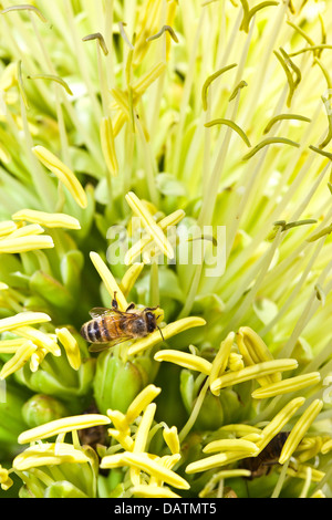 Un'ape per raccogliere il polline dei fiori su un impianto di agave. Foto Stock