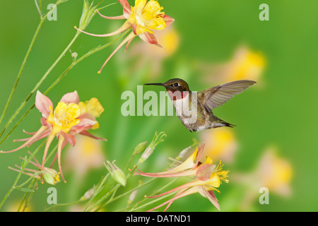 Maschio Hummingbird Ruby-throated in cerca di nettare da Columbine Fiori uccello Ornitologia Scienza natura ambiente naturale Foto Stock