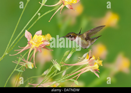 Maschio Hummingbird Ruby-throated in cerca di nettare da Columbine Fiori uccello Ornitologia Scienza natura ambiente naturale Foto Stock