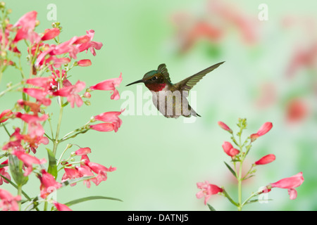 Hummingbird maschio Ruby-Throated in cerca di nettare da Pentemon Fiori uccello songbird Ornitologia Scienza natura natura ambiente Foto Stock