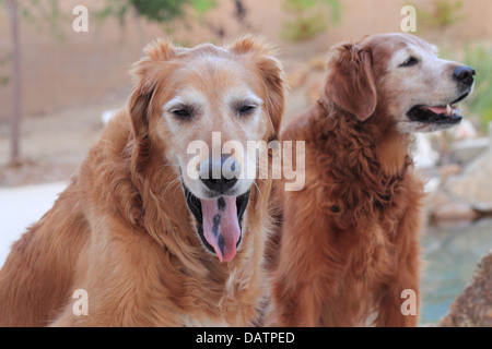 Due golden retriever. Maschio e femmina golden retriever, maschio a sbadigliare, femmina ansimando dalla piscina al di fuori di Las Vegas, nanovolt Foto Stock