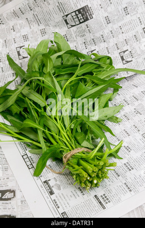 Un mazzetto di fresco verde kang kong acqua spinaci su fogli di un giornale cinese. Foto Stock