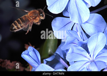 Close-up di miele delle api [Apis mellifera] colelcting polline da Plumbago/Leadwort- Plumbago auriculata- Famiglia Plumbaginaceae Foto Stock
