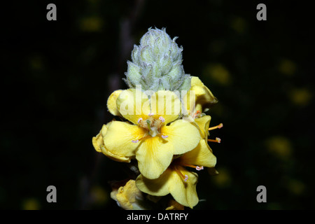 Grande / Comune Mullein- Molène thapsus- Famiglia Scrophulariaceae Foto Stock