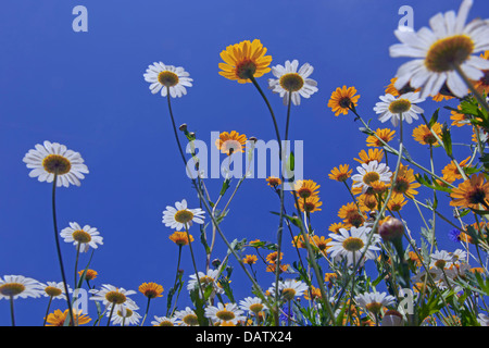 prato di wildflower in estate. Marigolds di mais Glebionis segetum chamomile Anthemis arvensis Foto Stock