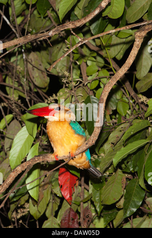 Kingfisher (Pelargopsis capensis) orlata di cicogna sul ramo nella foresta tropicale di pianura riparia di notte, Sabah, Borneo, Malesia Foto Stock