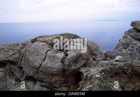 Foresta fossile, nelle vicinanze Lulworth Dorset, Inghilterra Foto Stock