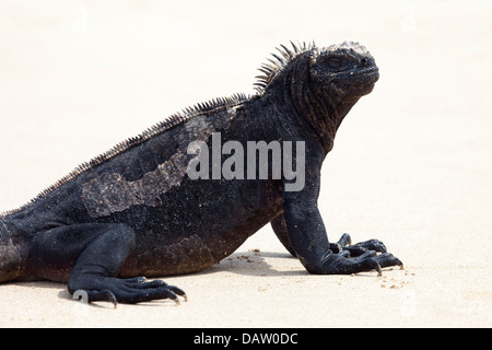 Iguana marina (Amblyrhynchus cristatus) ritratto sulla spiaggia di Puerto Villamil Foto Stock