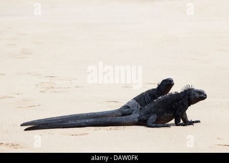 Iguane Marine (Amblyrhynchus cristatus) sulla spiaggia di Puerto Villamil Foto Stock