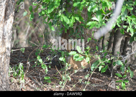 Cefalofo comune - Grigio Duiker - Bush Duiker (Sylvicapra grimmia) di appoggio all'ombra di una bussola Konkombouri - Burkina Faso Foto Stock