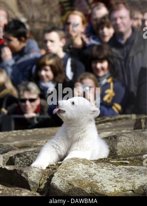 Baby orso polare Knut giace su di una roccia al sole guardato da centinaia di visitatori presso lo Zoo di Berlino, Berlino, Sabato, 24 marzo 2007. Da ora in poi Knut può essere visto ogni giorno tra le 11:00 e 13:00 presso lo Zoo di Berlino. Foto: Marcel Mettelsiefen Foto Stock