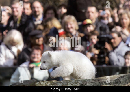 Baby orso polare Knut passeggiate su una roccia guardato da centinaia di visitatori presso lo Zoo di Berlino, Berlino, Sabato, 24 marzo 2007. Da ora in poi Knut può essere visto ogni giorno tra le 11:00 e 13:00 presso lo Zoo di Berlino. Foto: Rainer Jensen Foto Stock