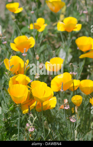 Papavero californiano coppe d'oro nella luce del sole singolo tono puro attraverso petali con cialde di sementi di fiori più vecchi Foto Stock