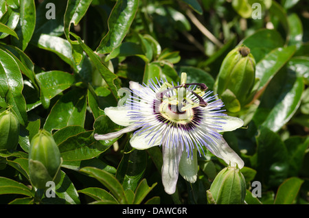 Unica passione blu fiore bianco contro chiuso bloom capi in pieno sole giornata soleggiata con 3 lo stigma e 5 antere Foto Stock