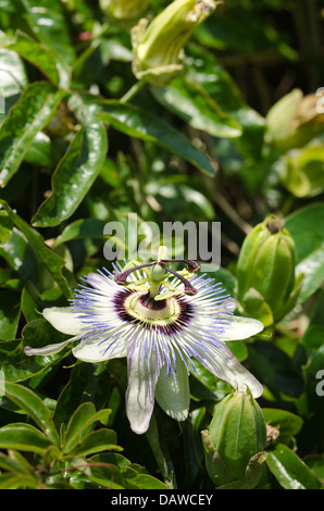 Unica passione blu fiore bianco contro chiuso bloom capi in pieno sole giornata soleggiata con 3 lo stigma e 5 antere Foto Stock