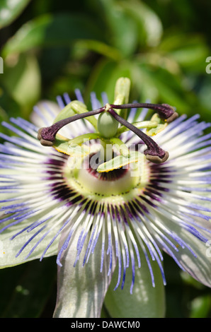 Unica passione blu fiore bianco contro chiuso bloom capi in pieno sole giornata soleggiata con 3 lo stigma e 5 antere Foto Stock