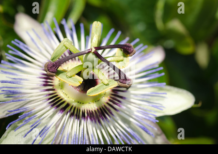 Unica passione blu fiore bianco contro chiuso bloom capi in pieno sole giornata soleggiata con 3 lo stigma e 5 antere Foto Stock