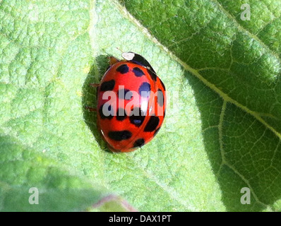 LADYBIRD 10-Spot Ladybird (Adalia 10-punctata) in Berkshire, Inghilterra. Foto Tony Gale Foto Stock