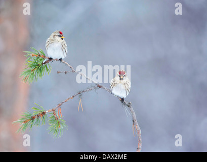 Arctic Redpoll combattere su un ramo innevato Foto Stock