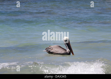 Brown Pelican, Pelecanus occidentalis, Isabela Island, Isole Galapagos, Ecuador Foto Stock