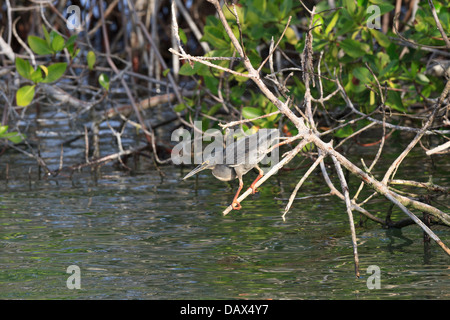 Airone di lava, Butorides sundevalli, noto anche come le Galapagos Heron, in agguato, Punta Mangle, Fernandina Island, Isole Galapagos Foto Stock