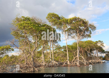 Mangrove, Punta Mangle, Fernandina Island, Isole Galapagos, Ecuador Foto Stock