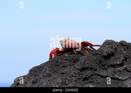 Sally Lightfoot Crab Grapsus grapsus, Punta Espinoza, Fernandina Island, Isole Galapagos, Ecuador Foto Stock