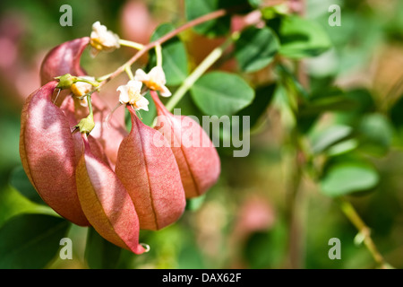 La vescica senna (Colutea arborescens) fruting arbusto nativo dell Europa e Nord Africa Foto Stock