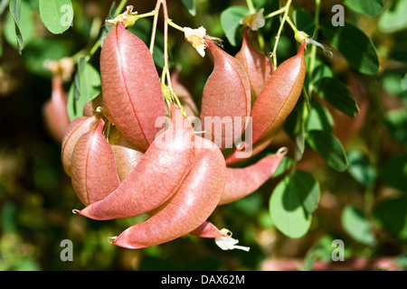 La vescica senna (Colutea arborescens) fruting arbusto nativo dell Europa e Nord Africa Foto Stock