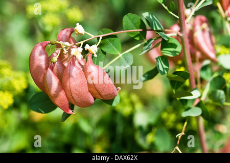 La vescica senna (Colutea arborescens) fruting arbusto nativo dell Europa e Nord Africa Foto Stock