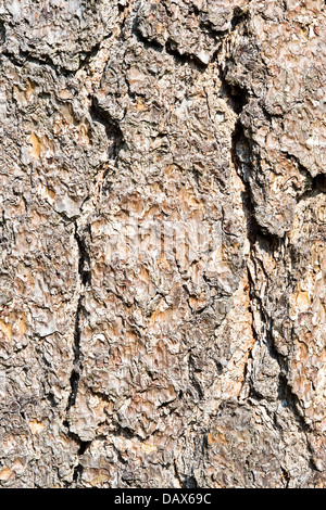 Ponderosa pine (Pinus ponderosa) close-up della corteccia. Albero originario del Nord America Foto Stock