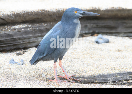 Airone di lava, Butorides sundevalli, noto anche come le Galapagos Heron, Puerto Egas, isola di Santiago, Isole Galapagos, Ecuador Foto Stock