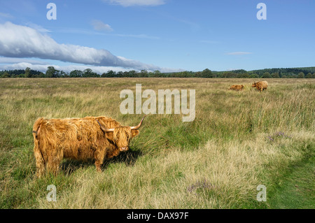 Highland scozzesi il bestiame pascola su open moorland nel cuore del North York Moors National Park vicino Levisham, nello Yorkshire, Regno Unito. Foto Stock