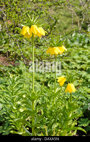 La corona imperiale (fritillaria imperialis 'lutea') Foto Stock