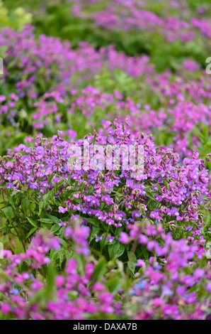 La molla pisello (Lathyrus vernus) Foto Stock