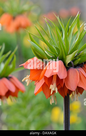La corona imperiale (fritillaria imperialis) Foto Stock